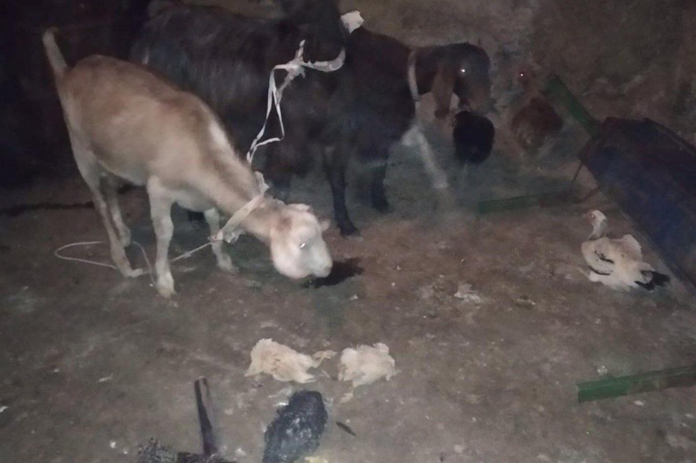 Gaziantep'te küçükbaş hayvan çaldığı belirtilen 4 şüpheli suçüstü yakalandı